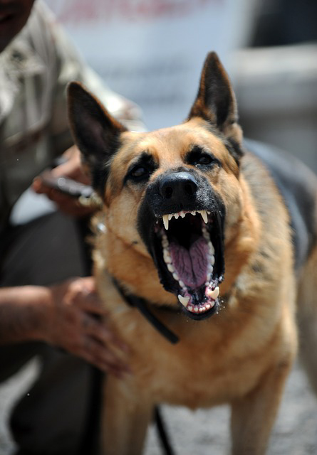 Can a Dog Bite Land You in Jail? Criminal Defense Lawyer Explains Possible Criminal Charges